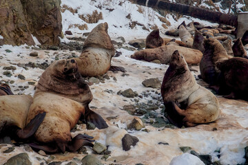 Wild Sea Lions of Petropavlovsk Kamchatsky Coast