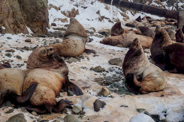 Wild Sea Lions of Petropavlovsk Kamchatsky Coast