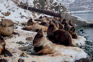 Wild Sea Lions of Petropavlovsk Kamchatsky Coast