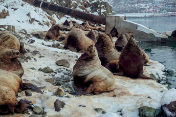 Wild Sea Lions of Petropavlovsk Kamchatsky Coast