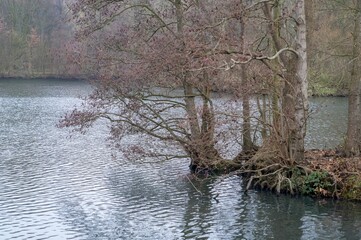 Trees growing on shore of calm lake