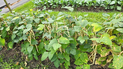 The yardlong bean plants are grown in an organic garden. The stems and leaves show signs. The long, slender pods are wilting due to lack of water or pest infestation. Vigna unguiculata (L.) Walp.
