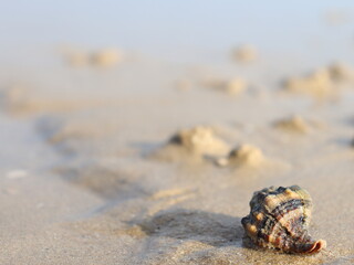 conchiglie sulla spiaggia, Natural seashells scattered on a sandy beach, coastal summer background with marine texture. Concept of vacation, sea, nature, relaxation and travel.