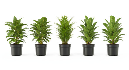 Fototapeta premium Green Ensemble: A curated collection of vibrant potted plants, each showcasing lush, verdant foliage, forms a captivating display of nature's beauty and elegance.