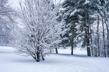 Snow-covered trees in a city park on a cold winter day.