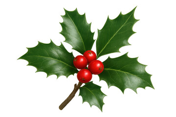Obraz premium Holly leaves and red berries for christmas decoration, symbolizing winter holidays and festive greetings, transparent background