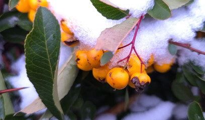 Close-up of orange berries covered with fresh snow on a branch with green leaves. Strong color contrast, winter mood, natural texture, seasonal change, cold weather nature detail.