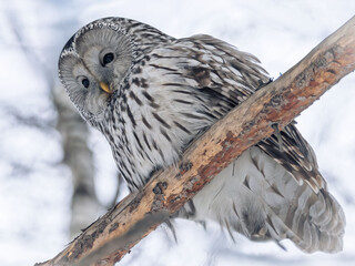 Ural owl perching on a tree branch at a winter forest