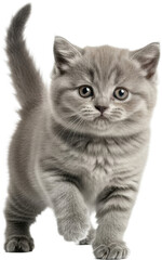 Obraz premium Fluffy grey kitten walking on white background with reflection