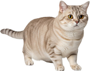 Alert light-colored tabby cat with bright yellow eyes on white backgro