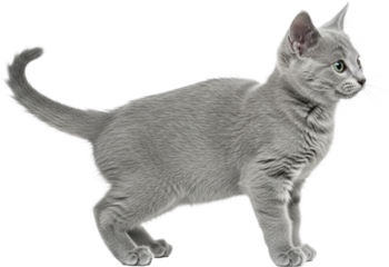 Curious gray kitten in profile on white background