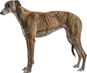 Fototapeta premium Brindle Greyhound Dog Portrait on White Background