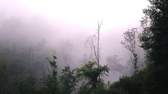 Dense Fog Rolling Through Lush Green Forest Canopy at Dawn