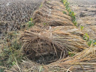 Rice stalk tied up bundle in the field. Agriculture paddy crop stack. Fresh rice stems on farmland after harvest. After harvesting, the paddy crop has been tied and is now ready to be taken home.
