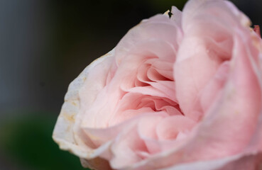 Wallpaper of Pink Flowers for Weddings or Romantic Cards. High quality photo