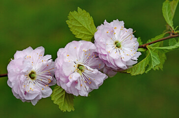 Delicate double almond blossoms