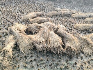 Rice stalk tied up bundle in the field. Agriculture paddy crop stack. Fresh rice stems on farmland after harvest. After harvesting, the paddy crop has been tied and is now ready to be taken home.