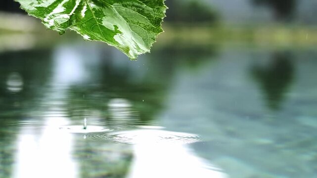 Serene water droplet falling from green leaf creating ripples