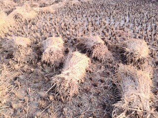 Rice stalk tied up bundle in the field. Agriculture paddy crop stack. Fresh rice stems on farmland after harvest. After harvesting, the paddy crop has been tied and is now ready to be taken home.
