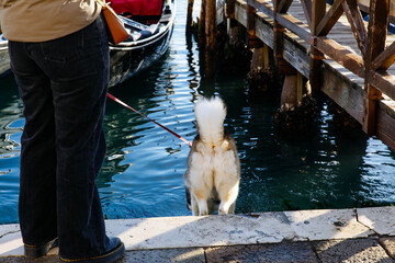 Dog on leash near gondola by wooden dock in sunny outdoor setting © HelgaQ