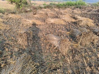 Rice stalk tied up bundle in the field. Agriculture paddy crop stack. Fresh rice stems on farmland after harvest. After harvesting, the paddy crop has been tied and is now ready to be taken home.
