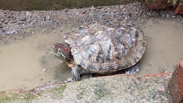The Brazilian turtle (Trachemys Scripta Elegans) known as the Red Eared Slider, native to South America and northern Mexico, has become popular due to the pet trade.