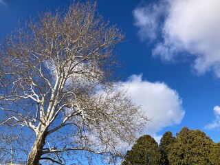 Fototapeta premium sycamore tree in winter