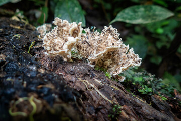 A Bracket Fungus (Lenzites betulina) in Gunung Mulu National Park, Sarawak, Borneo, Malaysia