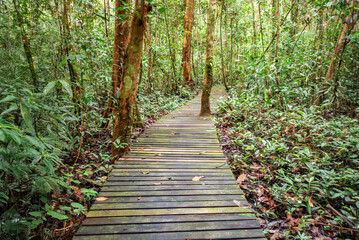Obraz premium View along the Deer Cave Trail, Gunung Mulu National Park, Sarawak, Borneo, Malaysia
