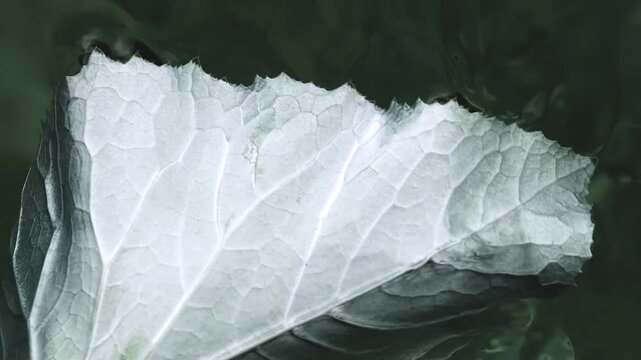 Fresh leaves floating in dark green water
