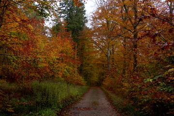 Fototapeta premium Colorful beautiful autumn forest road