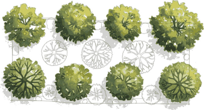 Vector view of trees in hand-drawn top view, isolated on a white background, for landscape and architectural projects, environmental and garden elements.
