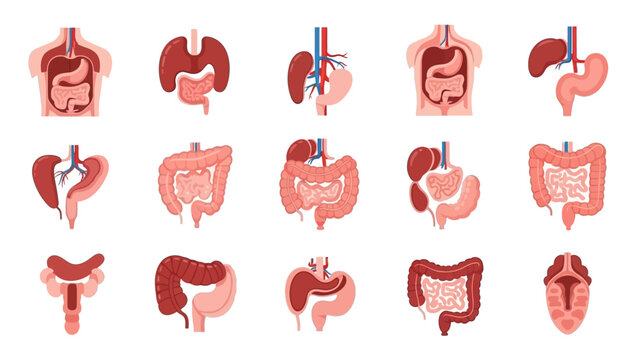 Illustration of Human Digestive System Organs and Anatomy