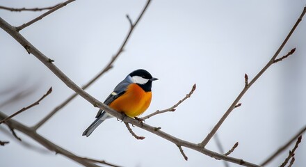 Fototapeta premium A varied tit perched on a branch against a blurred white background in winter season outdoors