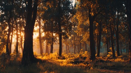 Fototapeta premium photography of the forest in golden hour, cinematic scene 