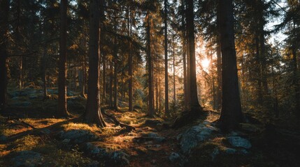 Obraz premium photography of the forest in golden hour, cinematic scene 