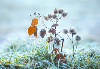 Zimowa łąka, impresja, mróz, szron, szadź, przymrozek, tapeta, dekoracja. © mycatherina