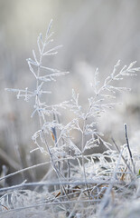 Zimowa łąka, impresja, mróz, szron, szadź, przymrozek, tapeta, dekoracja. © mycatherina