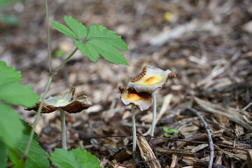 朽ちた木片と寄り添う小さなキノコ
