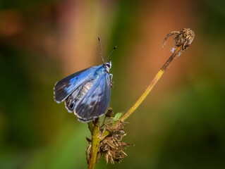 Cassius Blue Butterfly (Leptotes cassius tbeonus) also known as Tropical striped blue butterfly