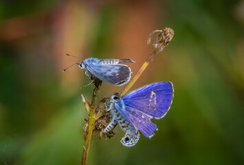 Violet blue male and brown female Cassius Blue Butterflies or Tropical Striped Blue butterflies (Leptotes cassius tbeonus) © Jim Schwabel