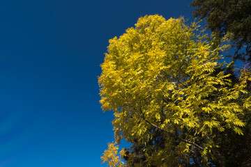 Bright Yellow Autumn Tree Against a Blue Sky on a Crisp Fall Day