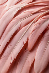 Pink flamingo. Soft and fluffy flamingo feathers in macro