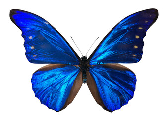 Blue butterfly Morpho rhetenor showcases its vibrant blue wings and brown edges. The butterfly is isolated against a white background, highlighting its beauty and unique colors. © catocala