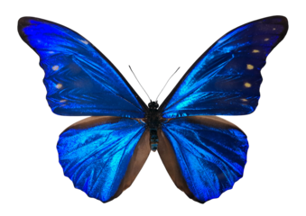 Blue butterfly Morpho rhetenor showcases its vibrant blue wings and brown edges. The butterfly is isolated against a white background, highlighting its beauty and unique colors.