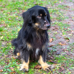 A dog with kind eyes.
This expression is common in unhappy dogs.
