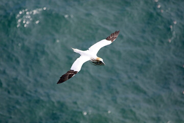 Gannet in flight with seaweed in its beak, Bempton Cliffs, Yorkshire England
