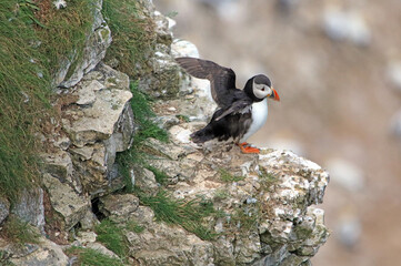 Young Puffin stretching its wings, Bempton Cliffs, Yorkshire England
