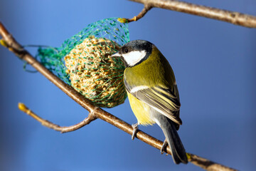 Dokarmianie ptaków © aura139