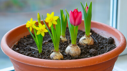 Bright daffodils and a tulip in a terracotta pot on a windowsill. Symbol of spring and gardening.
